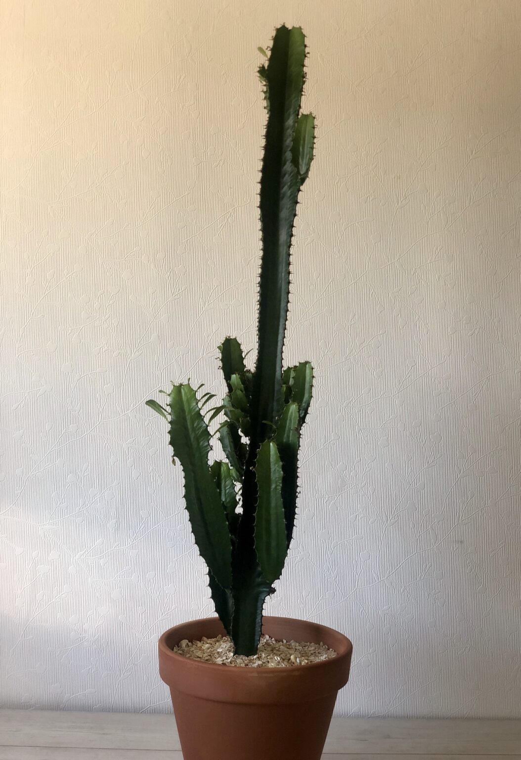 Euphorbia Acrurensis - Desert Candle