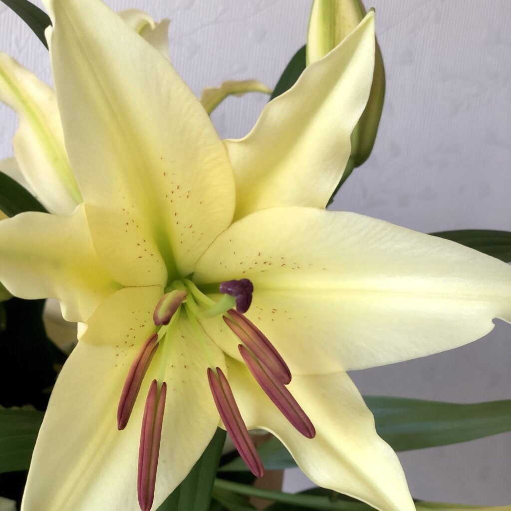 yellow oriental Lily
